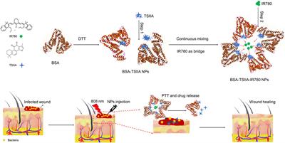 Photothermally enhanced antibacterial wound healing using albumin-loaded tanshinone IIA and IR780 nanoparticles